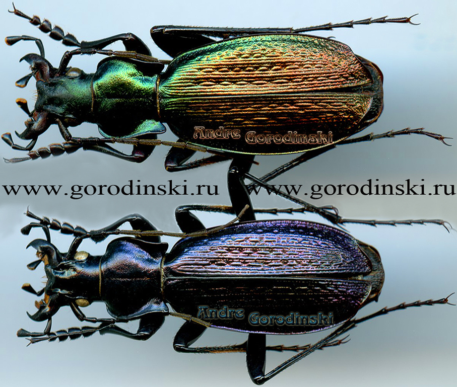 http://www.gorodinski.ru/carabus/Archiplectes polychrous rousianus.jpg